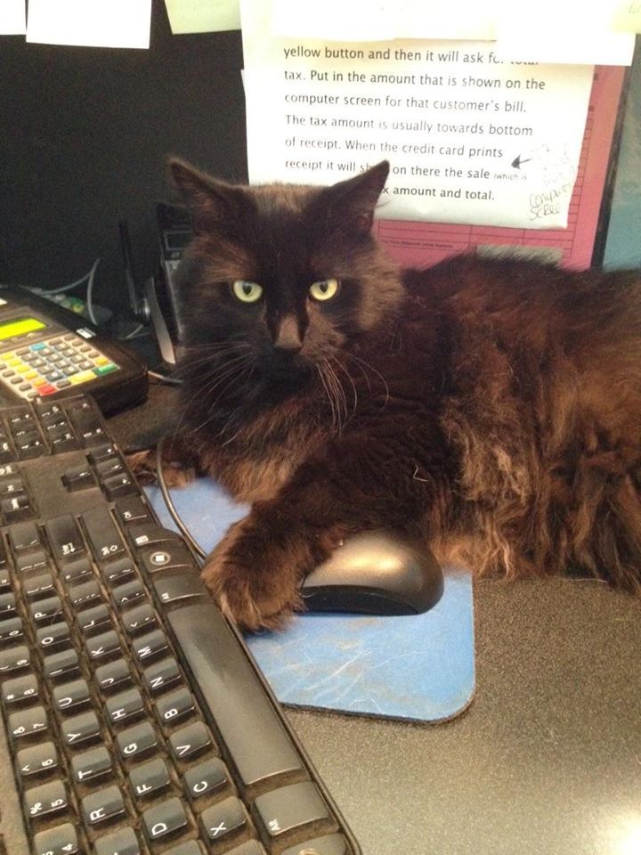 Cat With Yellow Eyes — Howell, NJ — Happy Tails Kennel