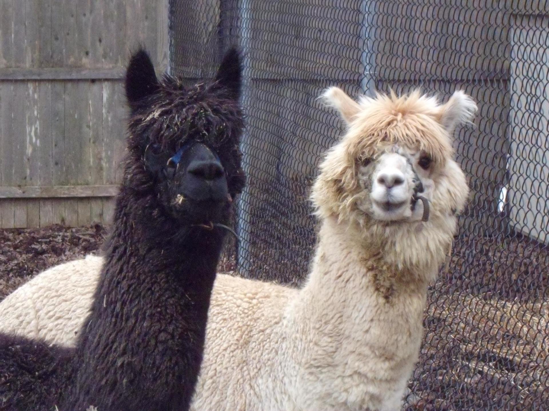 Two Adorable Animals On Their Fence — Howell, NJ — Happy Tails Kennel