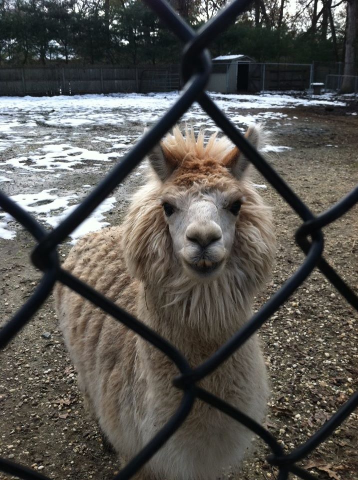 Furry Animal Inside His Fence — Howell, NJ — Happy Tails Kennel
