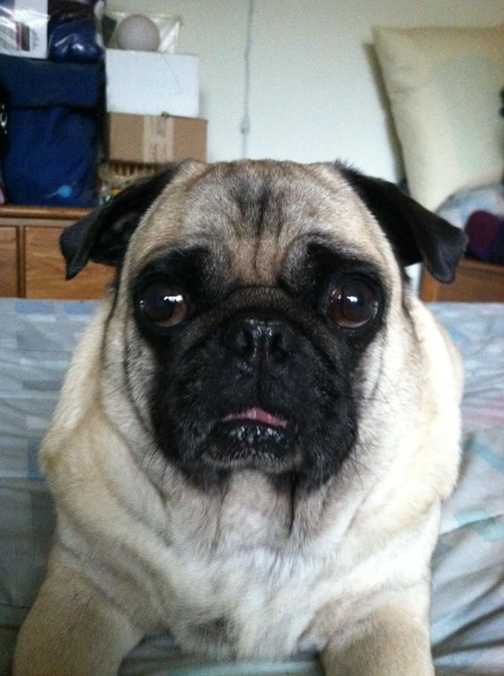 Dog With His Big Black Eyses — Howell, NJ — Happy Tails Kennel