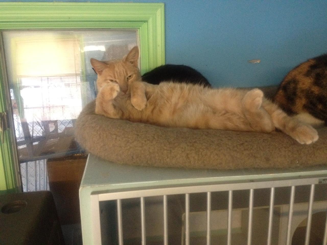 Cat Lay Down Under His Cage — Howell, NJ — Happy Tails Kennel