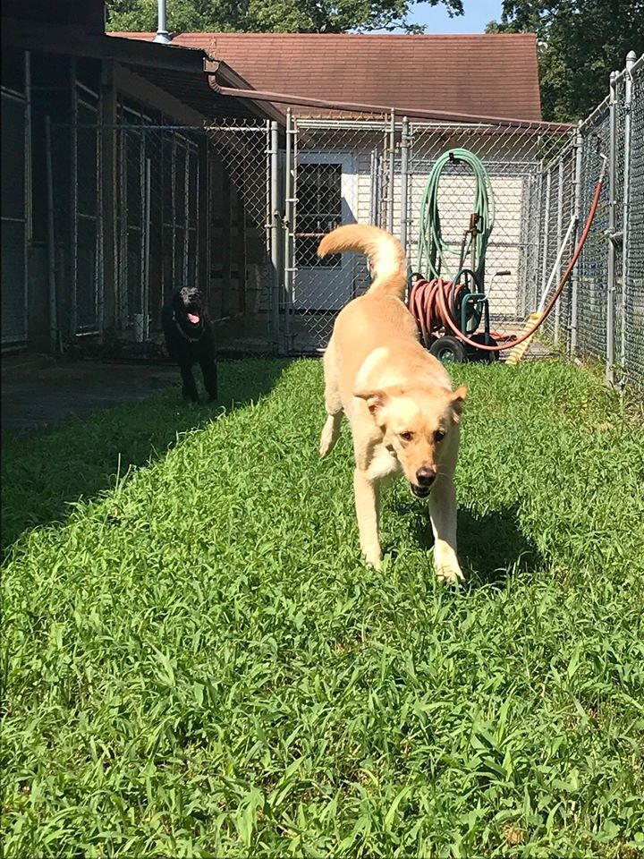 Big Dog Play Alone On The Grass  — Howell, NJ — Happy Tails Kennel