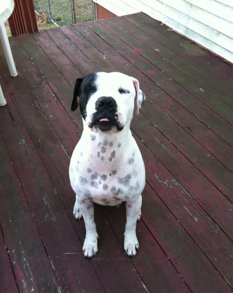 Dog Sit Under The Wooden Floor — Howell, NJ — Happy Tails Kennel