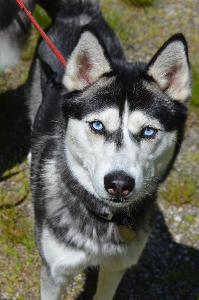 Husky Dog  With His Blue Eyes — Howell, NJ — Happy Tails Kennel