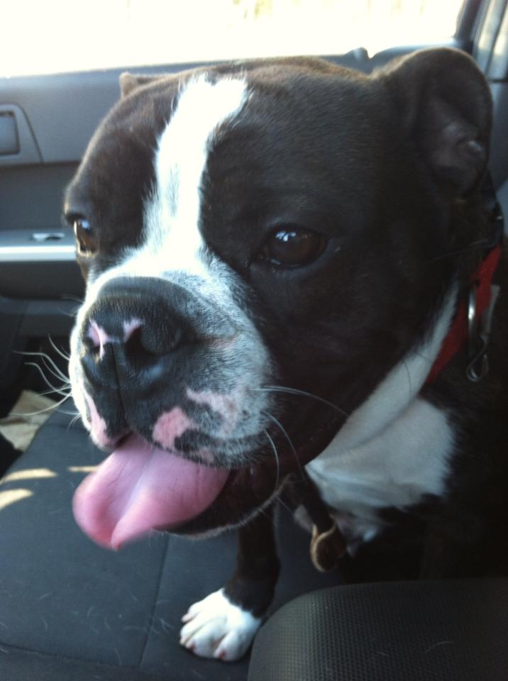 Closed View Of A Dog — Howell, NJ — Happy Tails Kennel