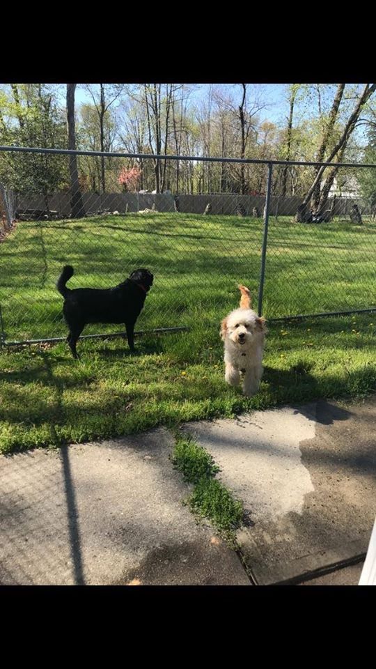 Dogs Playing In A Lot Space Area — Howell, NJ — Happy Tails Kennel