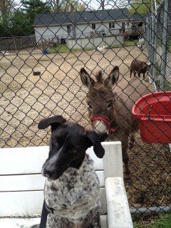 Animals On Their Fence — Howell, NJ — Happy Tails Kennel