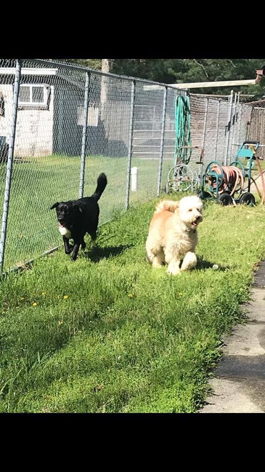 Dogs Playing Outside — Howell, NJ — Happy Tails Kennel