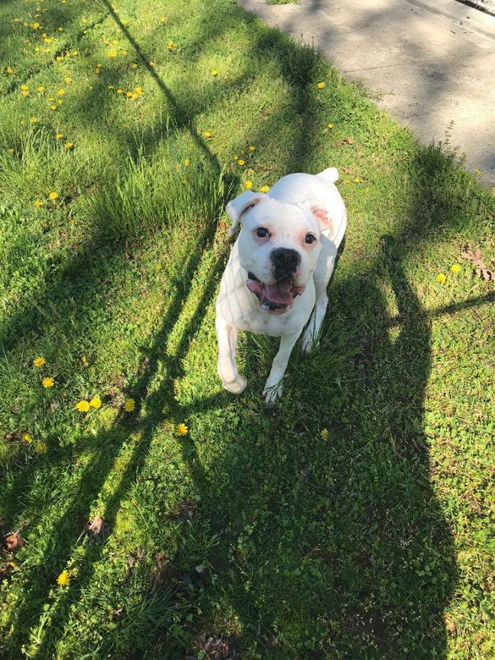 Adorable Dog Smile — Howell, NJ — Happy Tails Kennel