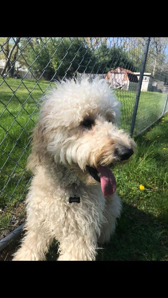 White Shih-Tzu Dog — Howell, NJ — Happy Tails Kennel