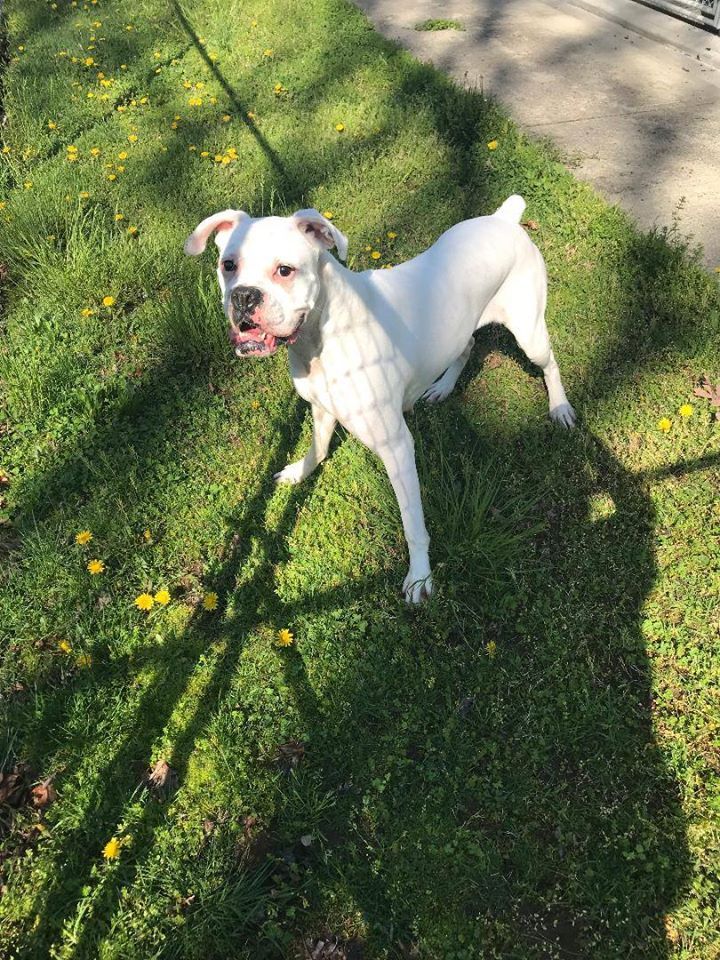 White Dog Under The Grass — Howell, NJ — Happy Tails Kennel