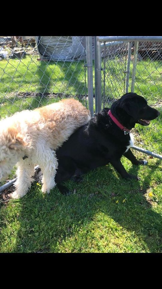 Furry Dogs Playing — Howell, NJ — Happy Tails Kennel