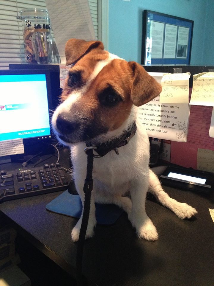 Dog Sit Under The Table — Howell, NJ — Happy Tails Kennel