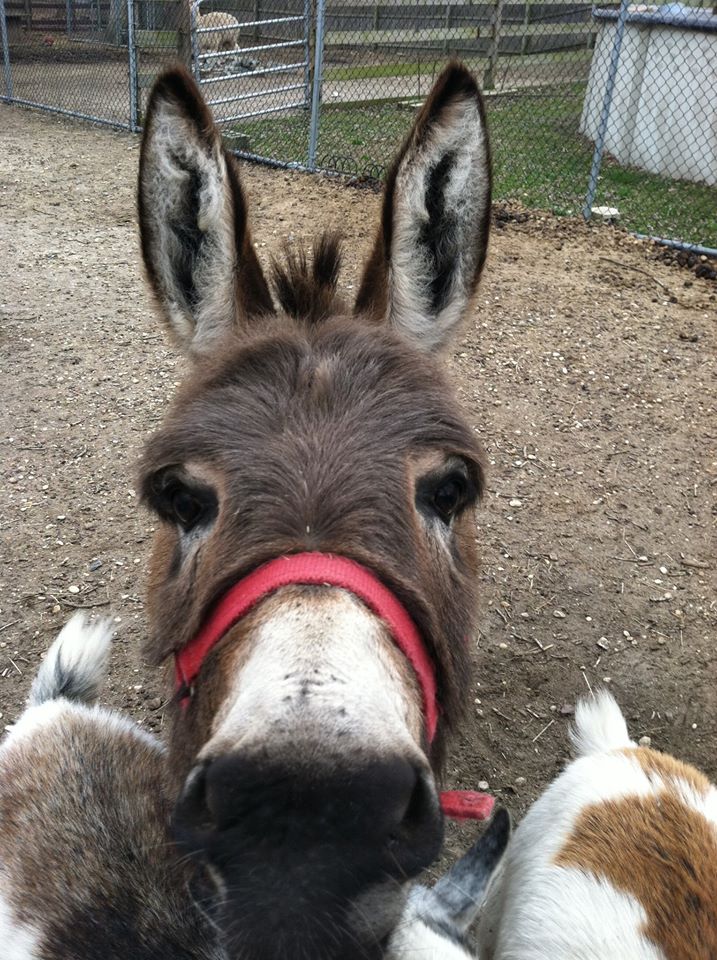 Adorable Furry Animal — Howell, NJ — Happy Tails Kennel