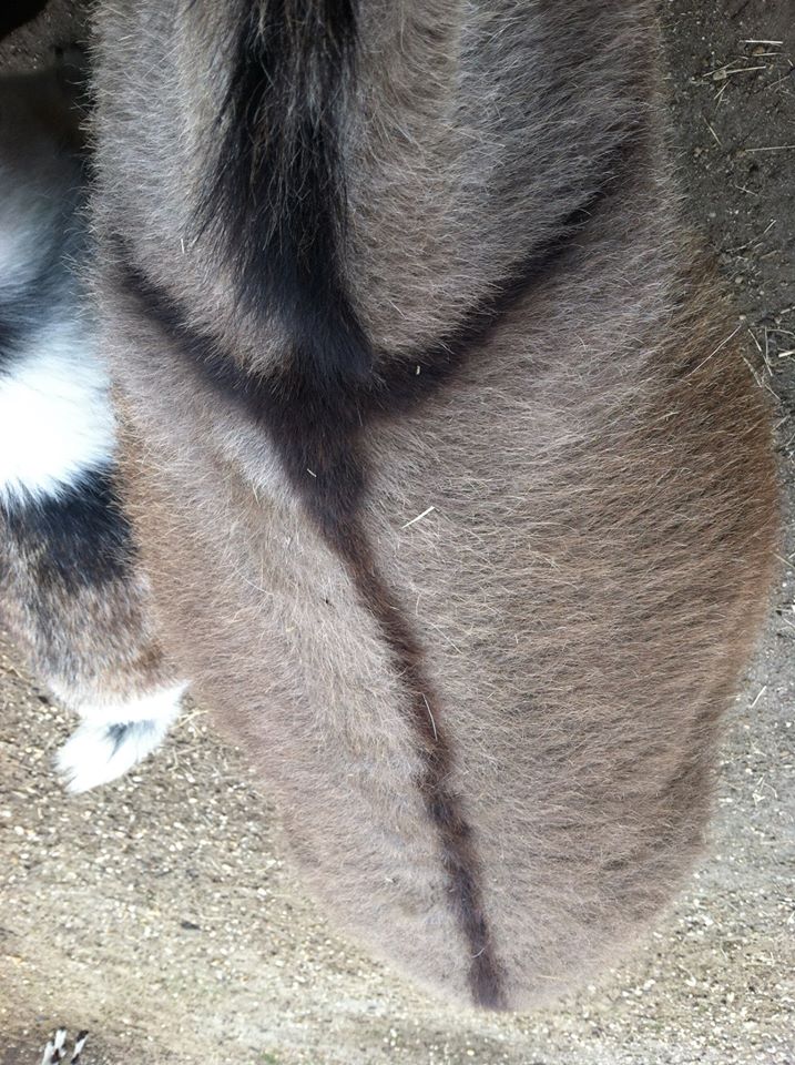 A Brown Stripe On A Dog Furry — Howell, NJ — Happy Tails Kennel