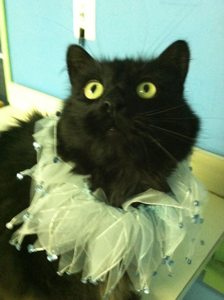 Beautiful Furry Cat — Howell, NJ — Happy Tails Kennel