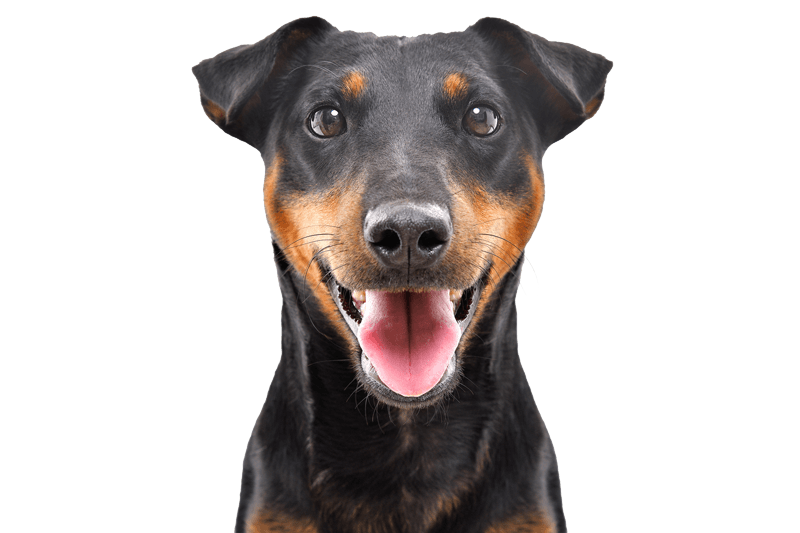 Dog With Jagdterrier Breed — Howell, NJ — Happy Tails Kennel