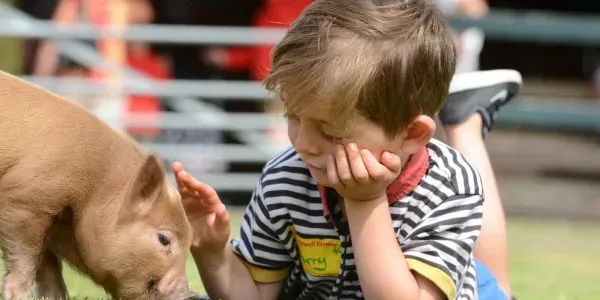 Boy laying down on his stomach, stroking a pig.