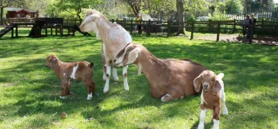 Poneys, and sheep in a farm, on green grass.