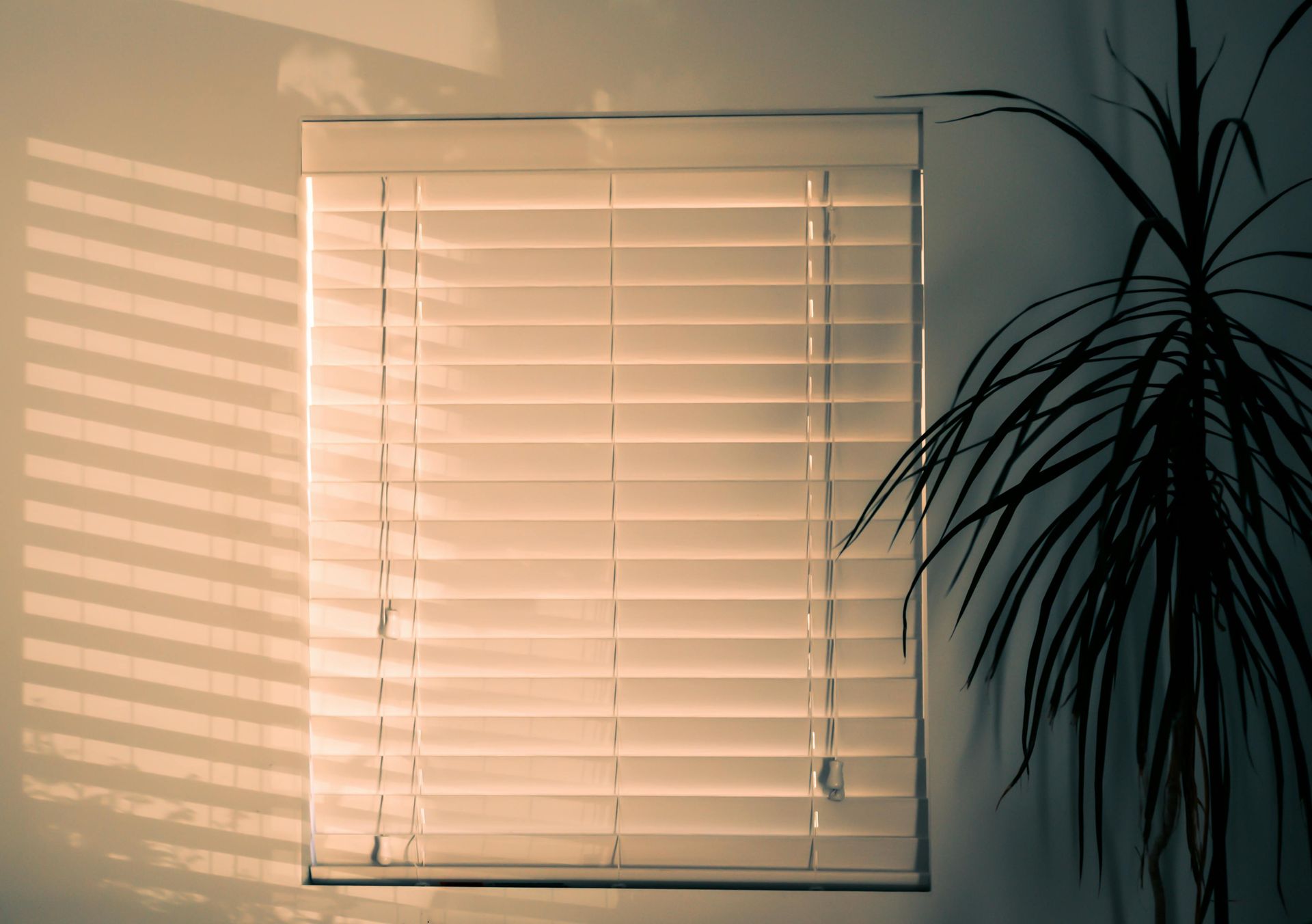 A window with blinds and a plant in front of it.