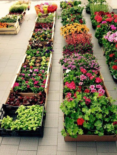 Composizioni floreali