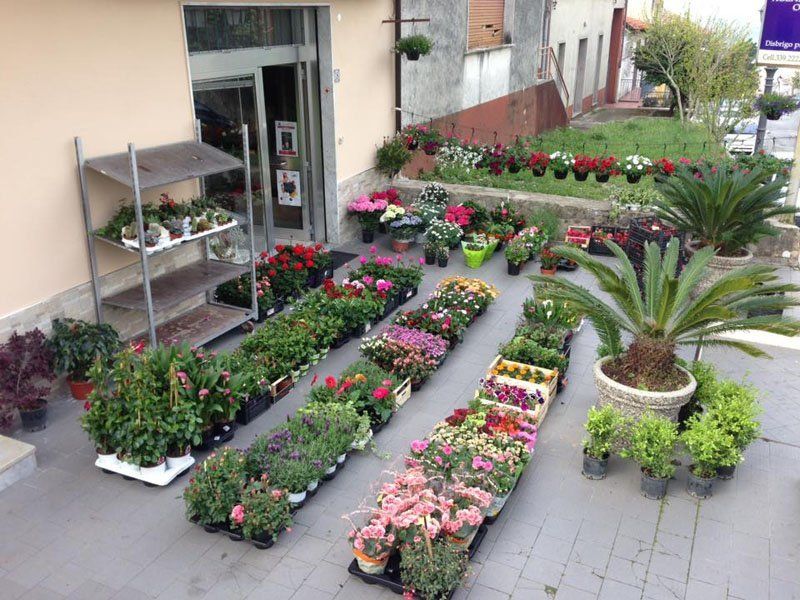 vista di piante da fiori