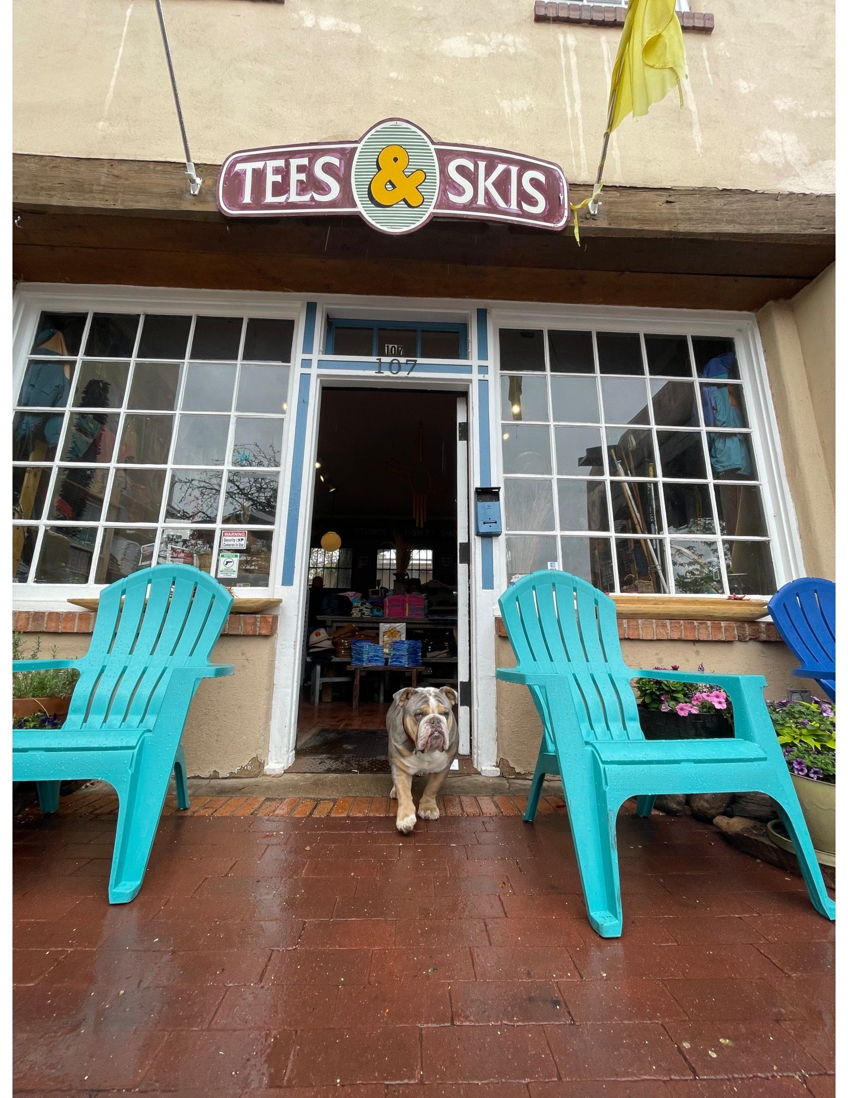 A dog standing in front of a store called tees and skis