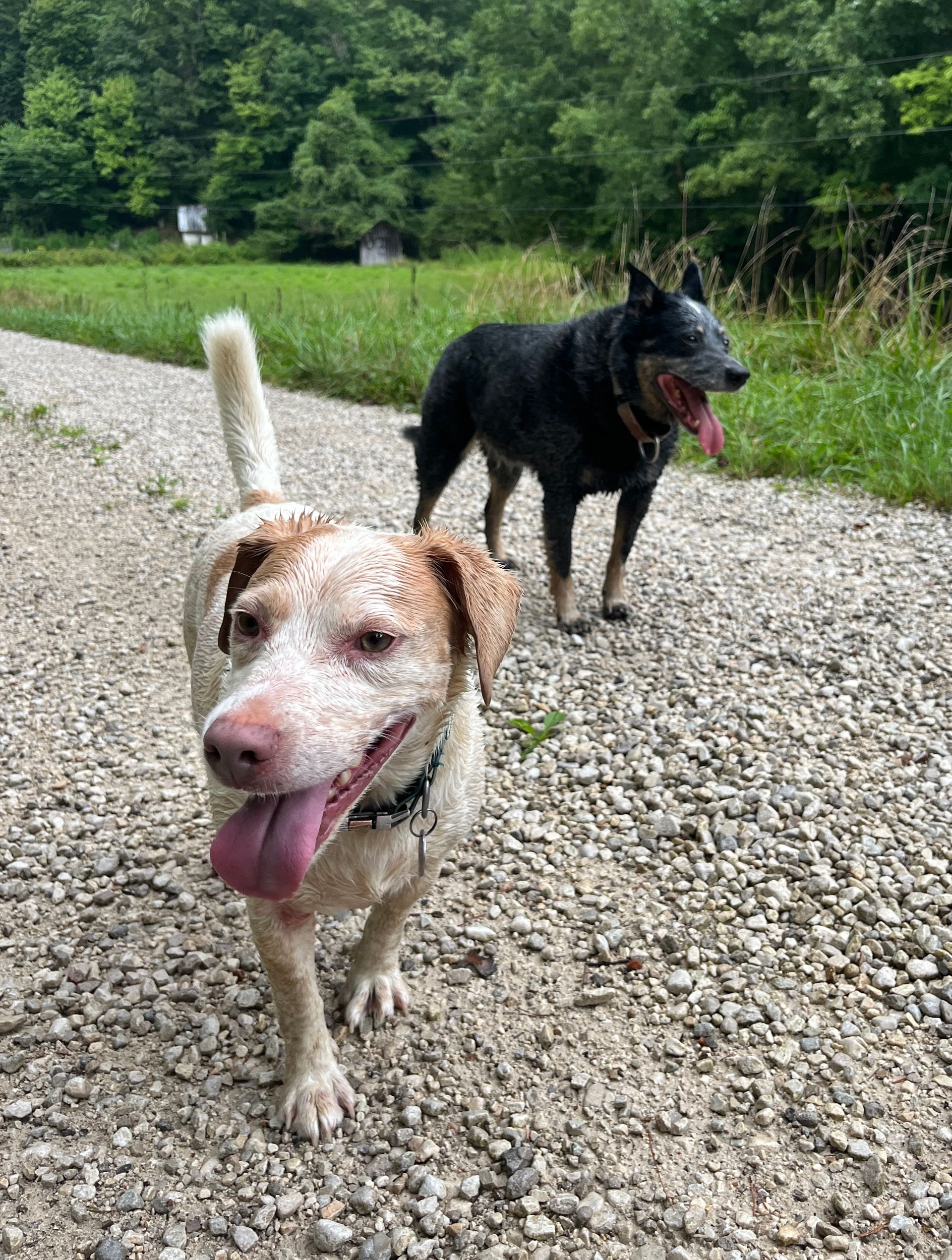 Dogs are common targets for ticks in the red river gorge