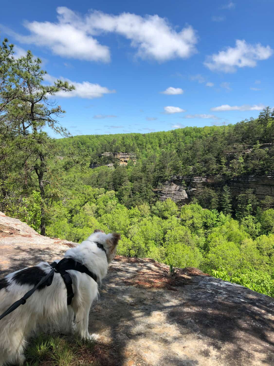 most dog friendly hikes in the red river gorge