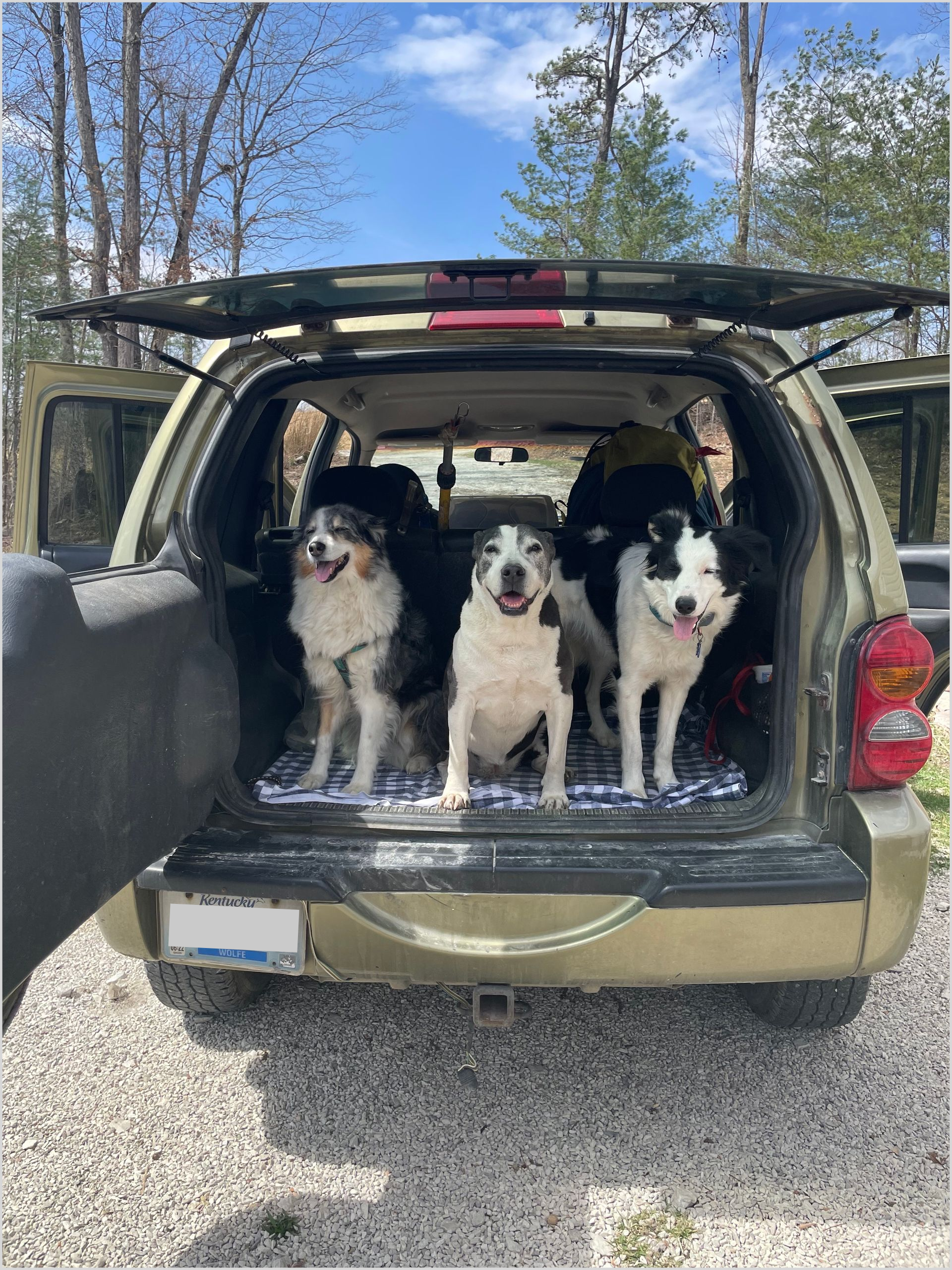 Dogs in vehicle patiently waiting going climbing in the red river gorge