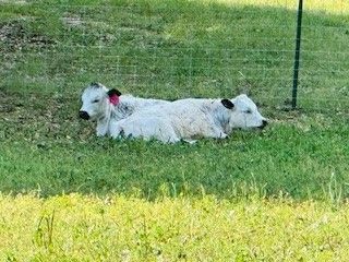 Ameila and Willow laying in upper pasture. Enjoying a relaxing day in the shade.