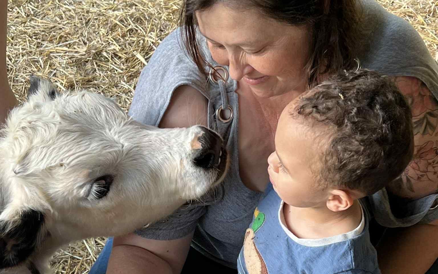women and toddler interacting with curious highpark cow. 