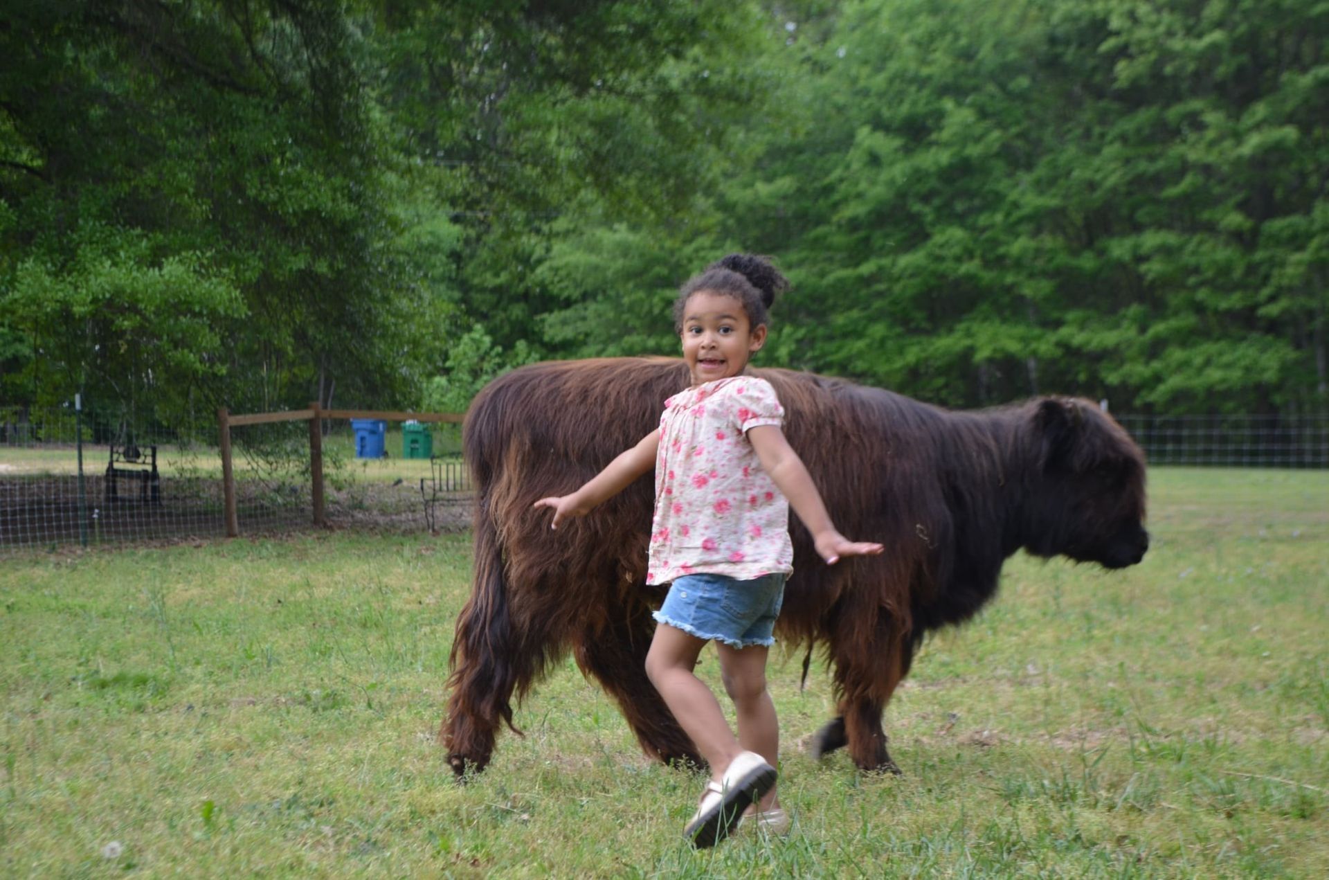 Gwen dancing in front of highlnad cow maggie