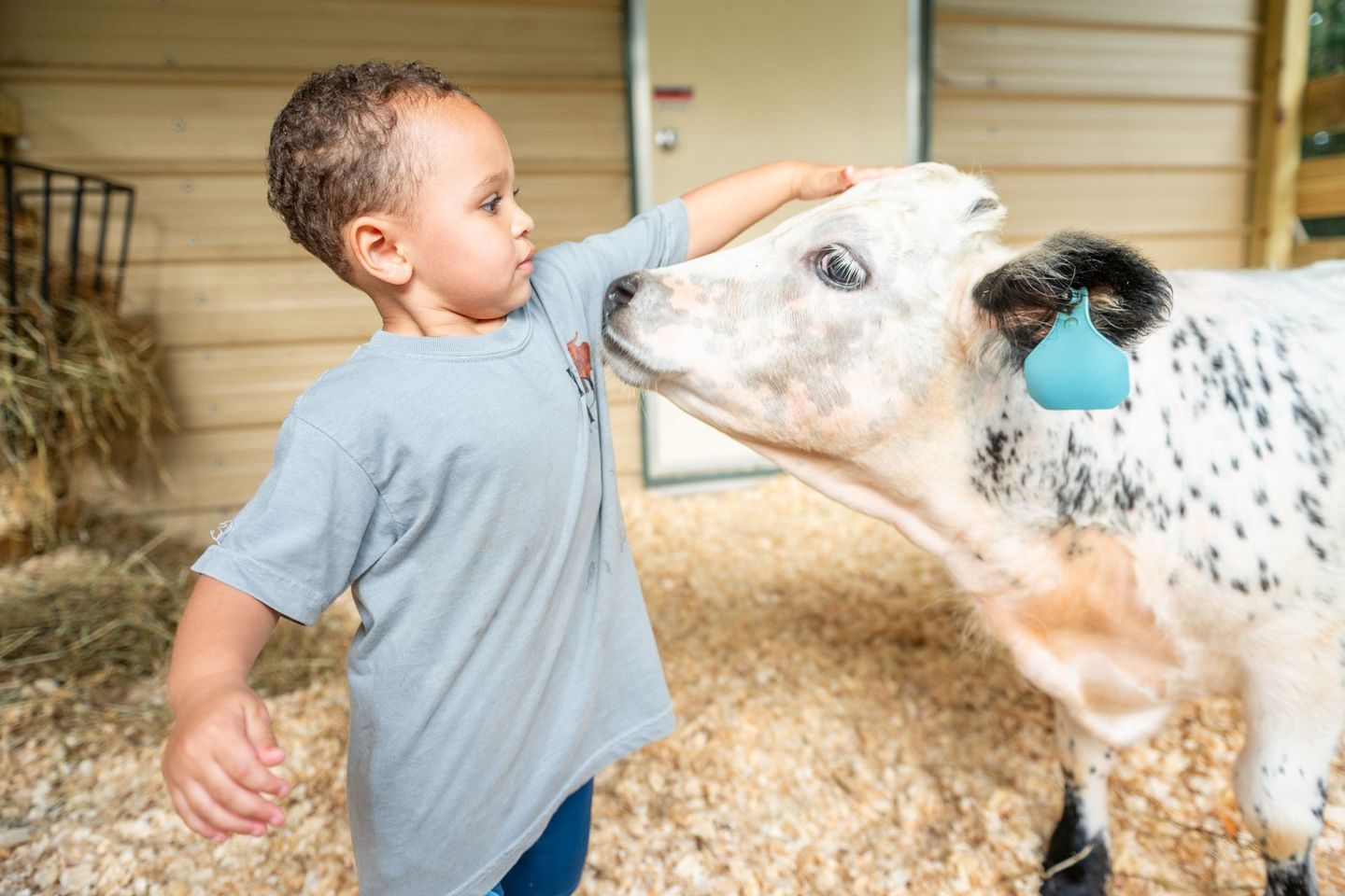 small child wearing shirt with lucky pennie farms logo. small child petting highpark cow. 