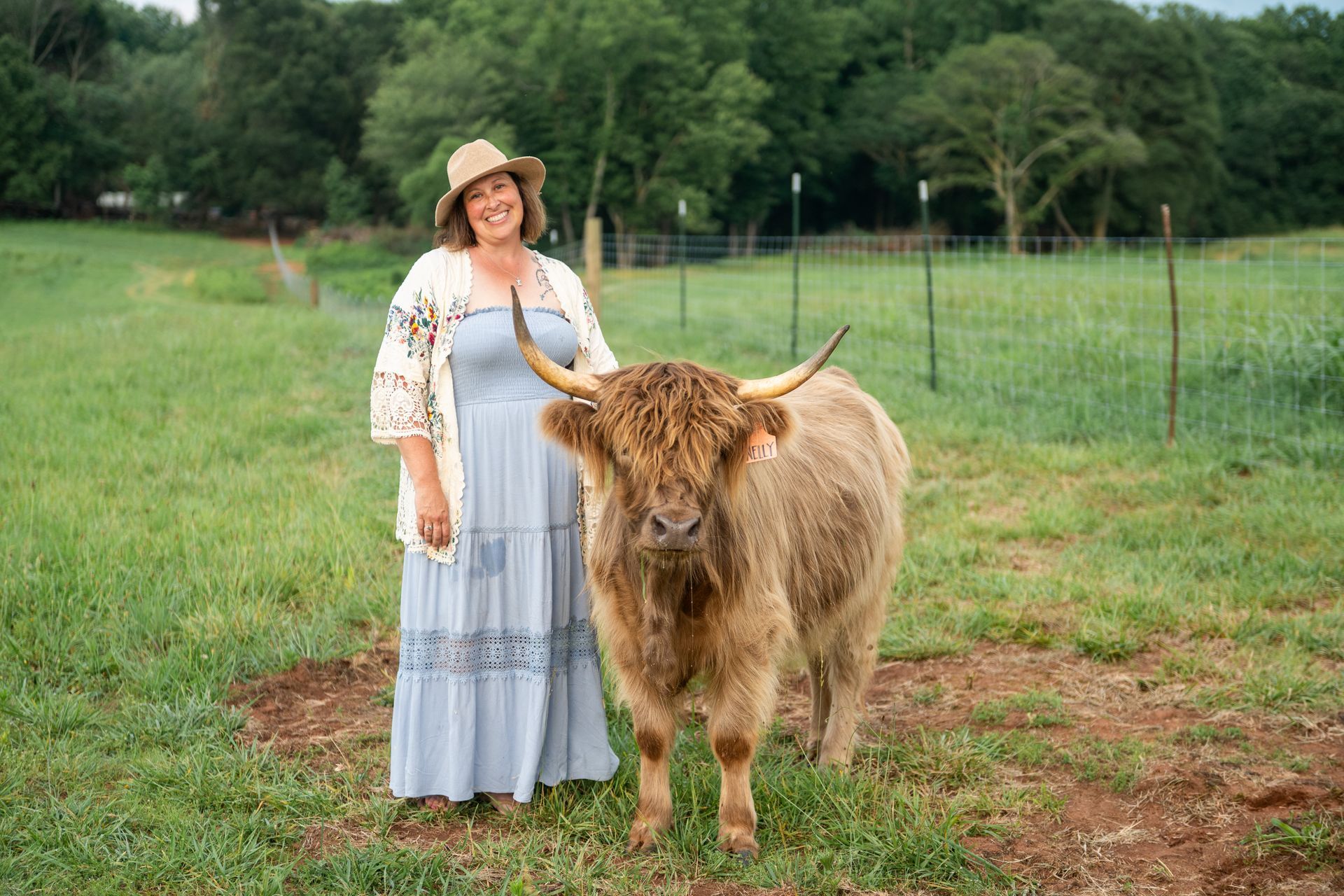 highland cow dun/gold | Miss Goldie
