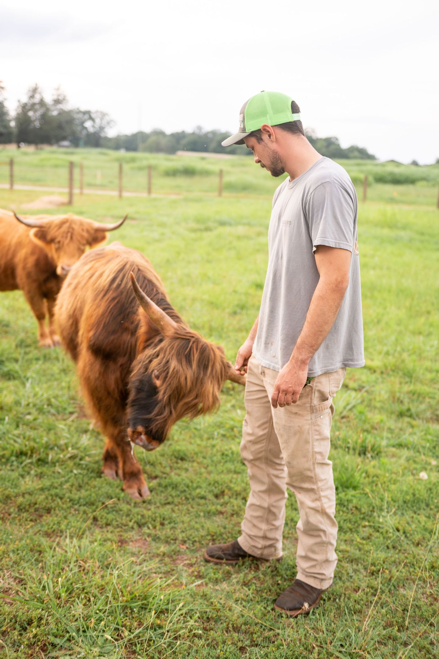 man in field with highland bull and highland cow in background. 