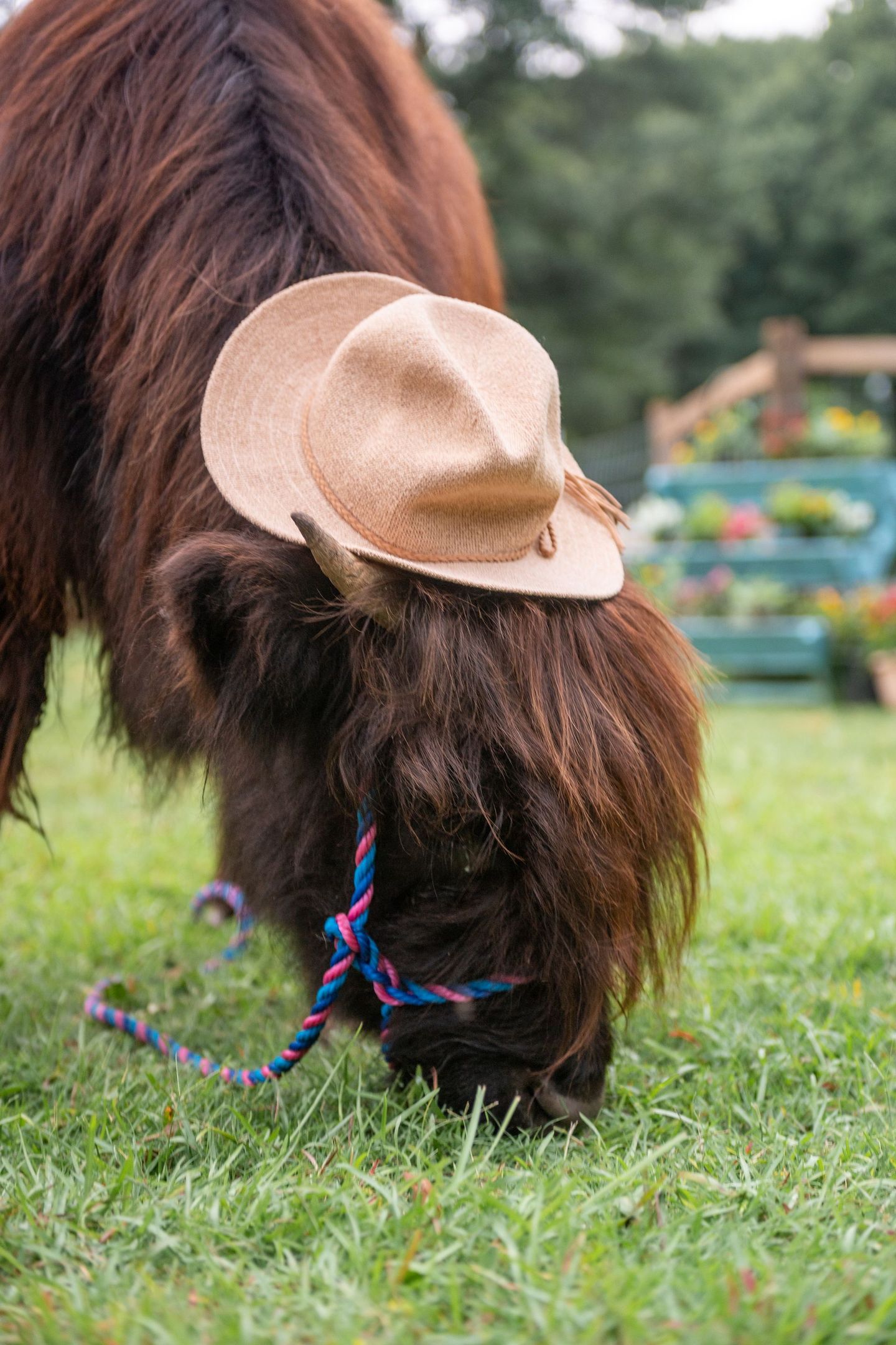 highland cow borrowing hat in field. 