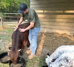 Andrew with Highland cow Maggie.