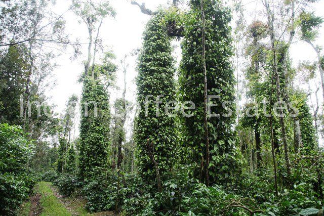 Buy One Or Two Acres Coffee estates in Western Ghats
