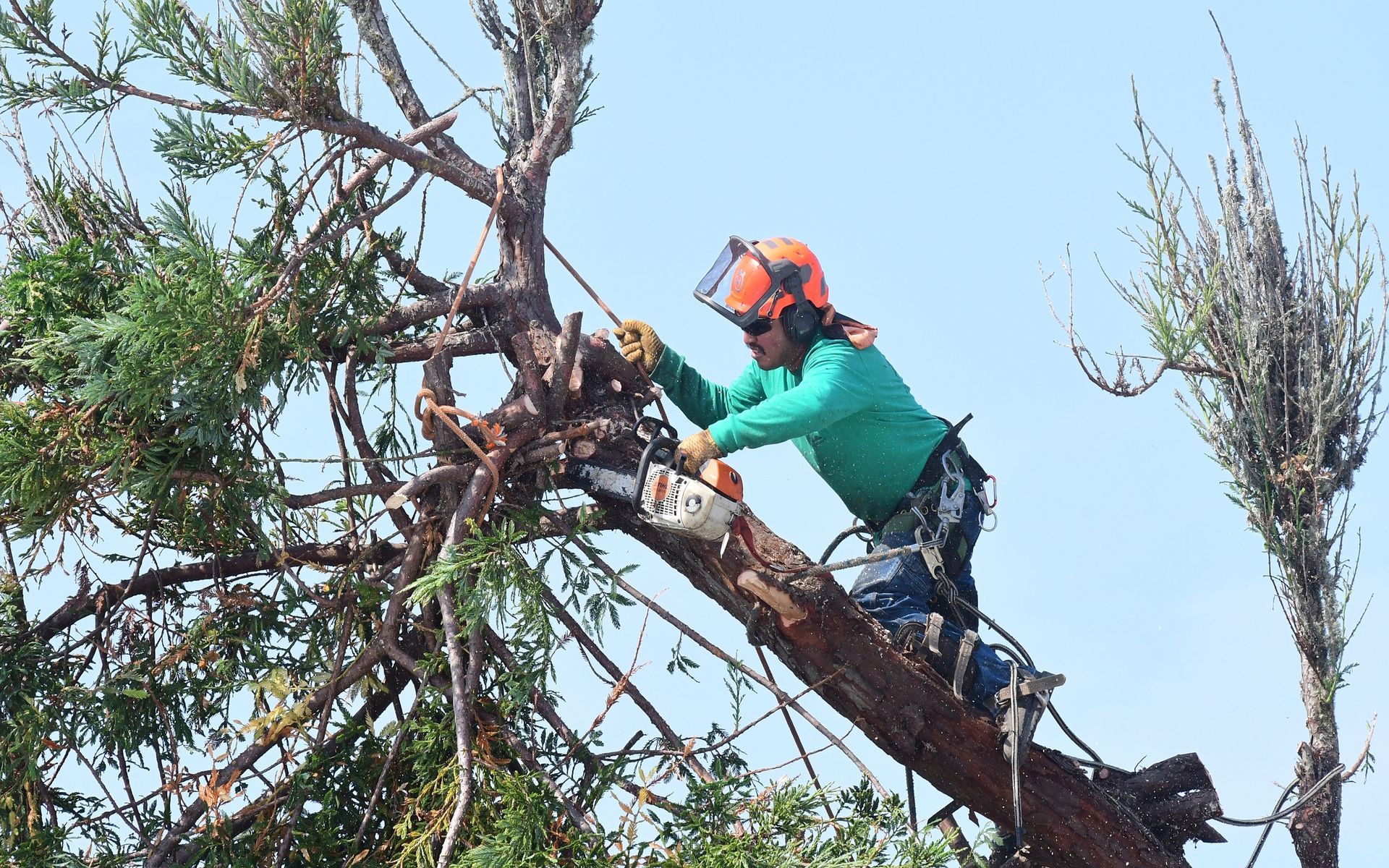 Arborist uses a chainsaw to trim a tree, wearing safety gear and climbing harness, against a blue sky.