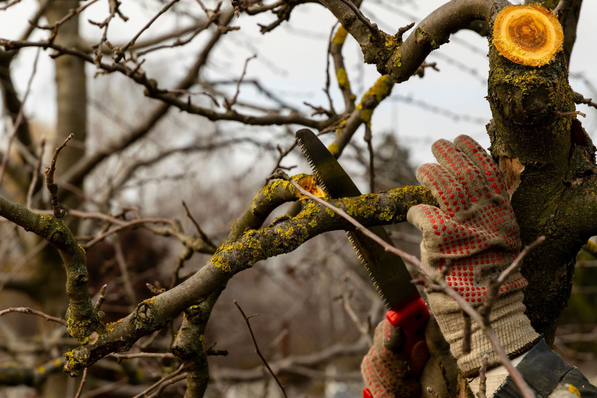 Gloved hands using a saw to prune a tree branch. Outdoors, overcast day.