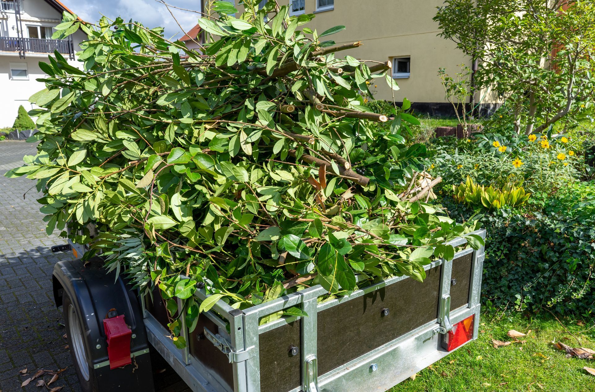 A trailer filled with green branches and leaves, parked near a house and grassy area.