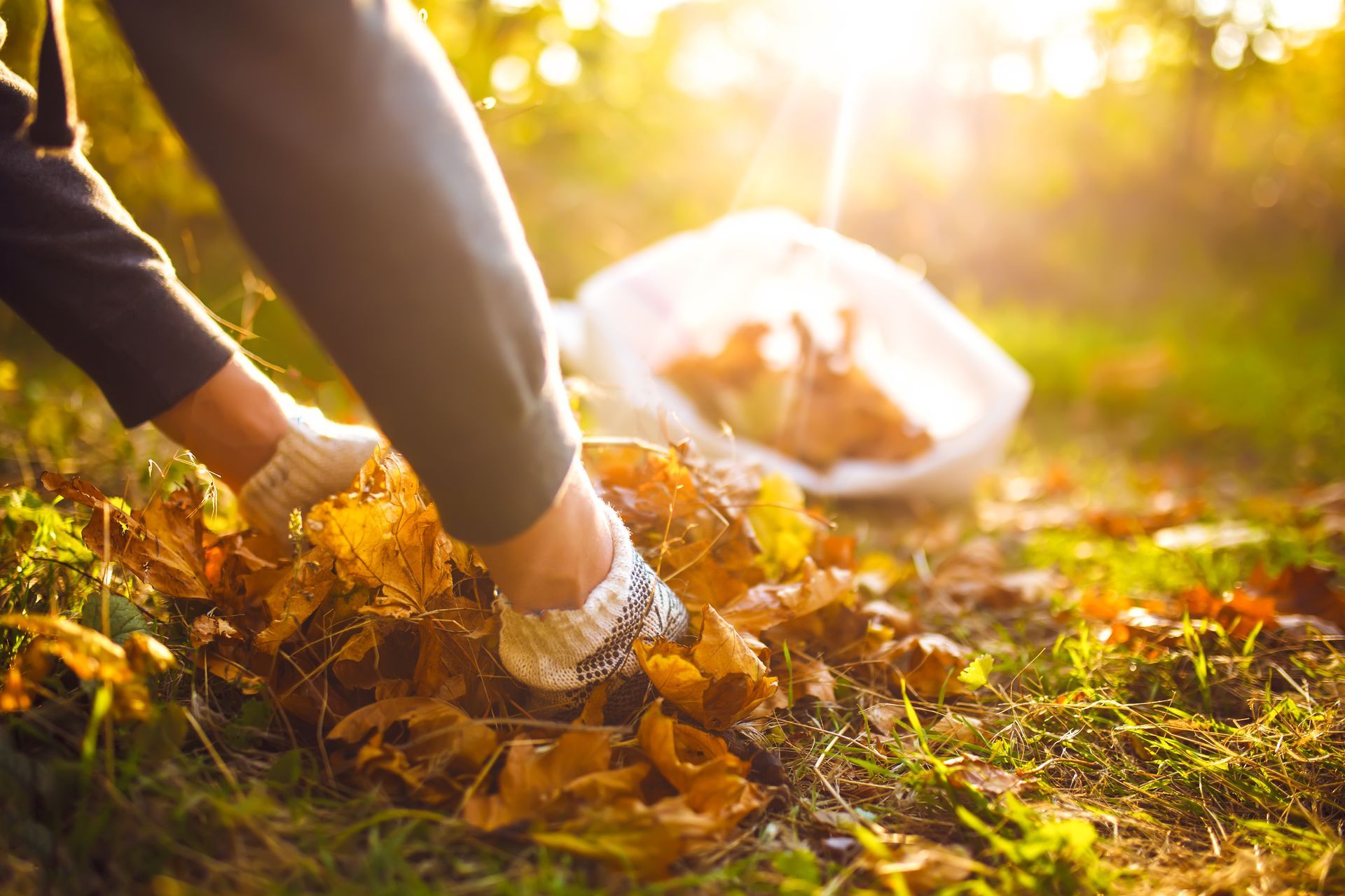 Person wearing gloves gathering fallen leaves into a bag outdoors in the sunlight.