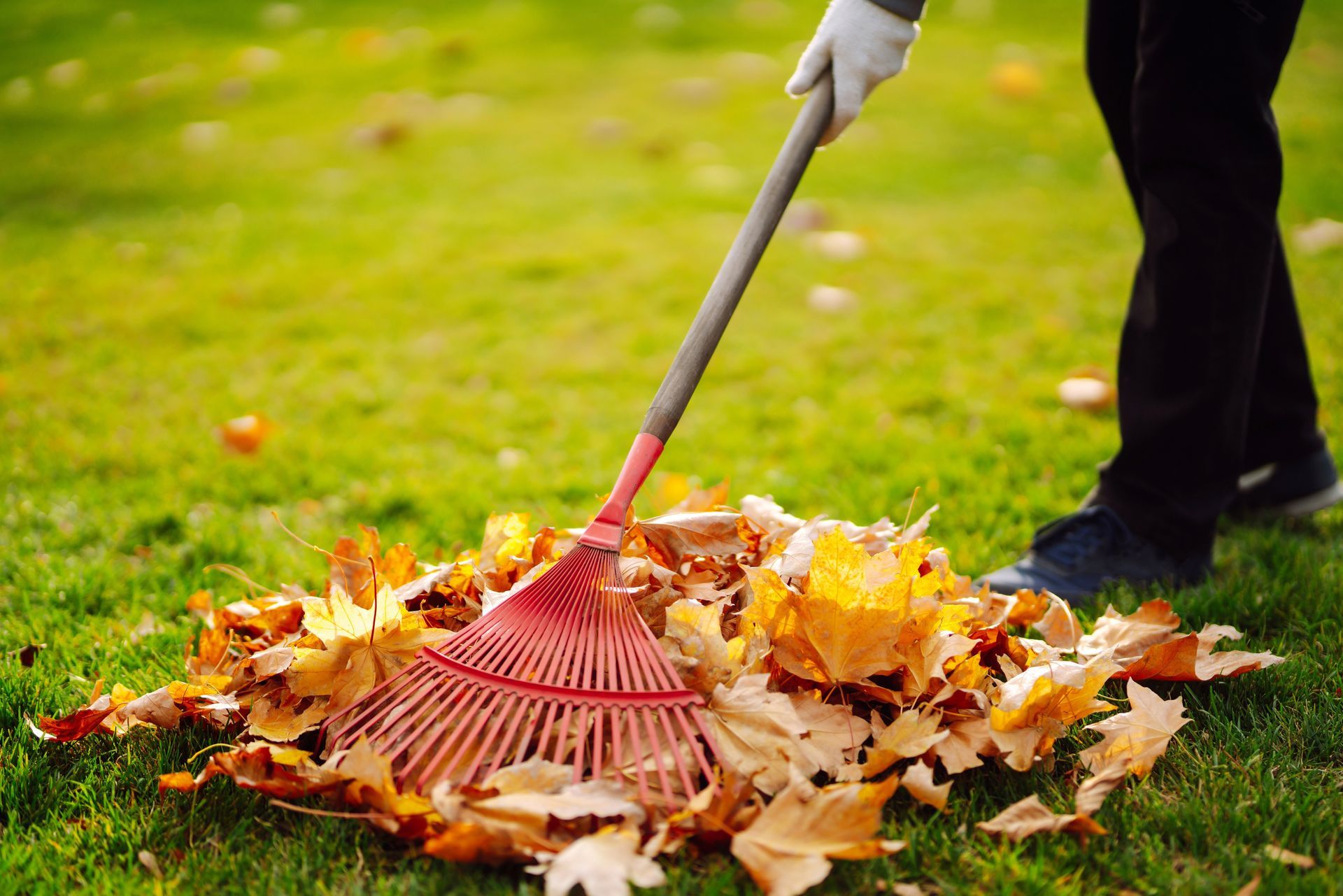 Person raking fallen leaves on a grassy lawn with a red rake.