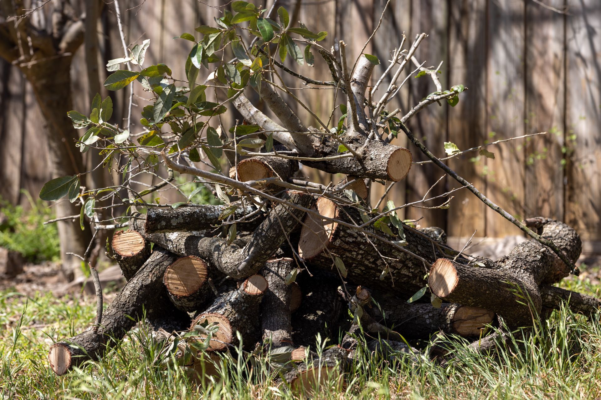 Pile of cut tree branches and logs on grass, with a wooden fence background.