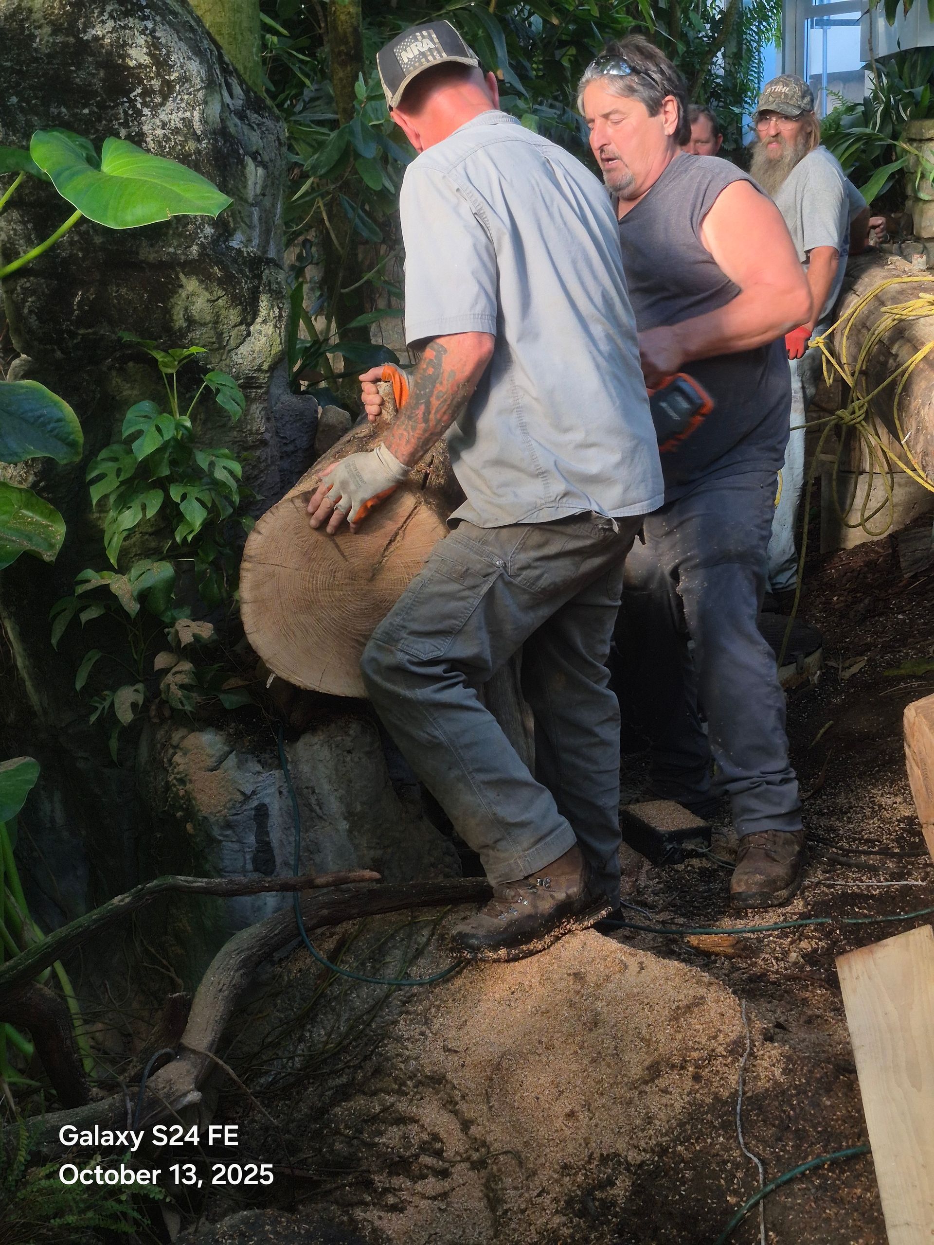 Men carrying a large, round tree section on a rocky slope, near greenery and a building.