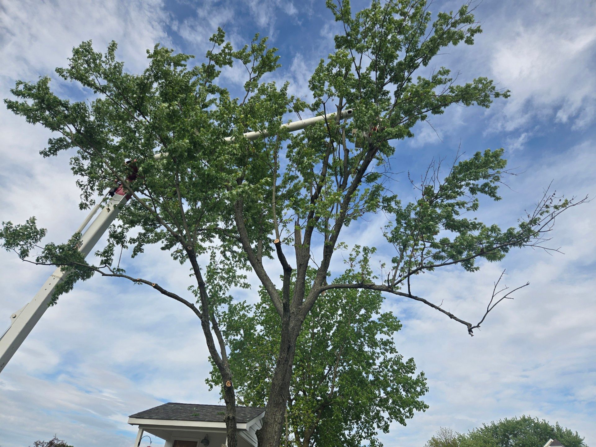 A tree is being cut down by a crane in front of a house.