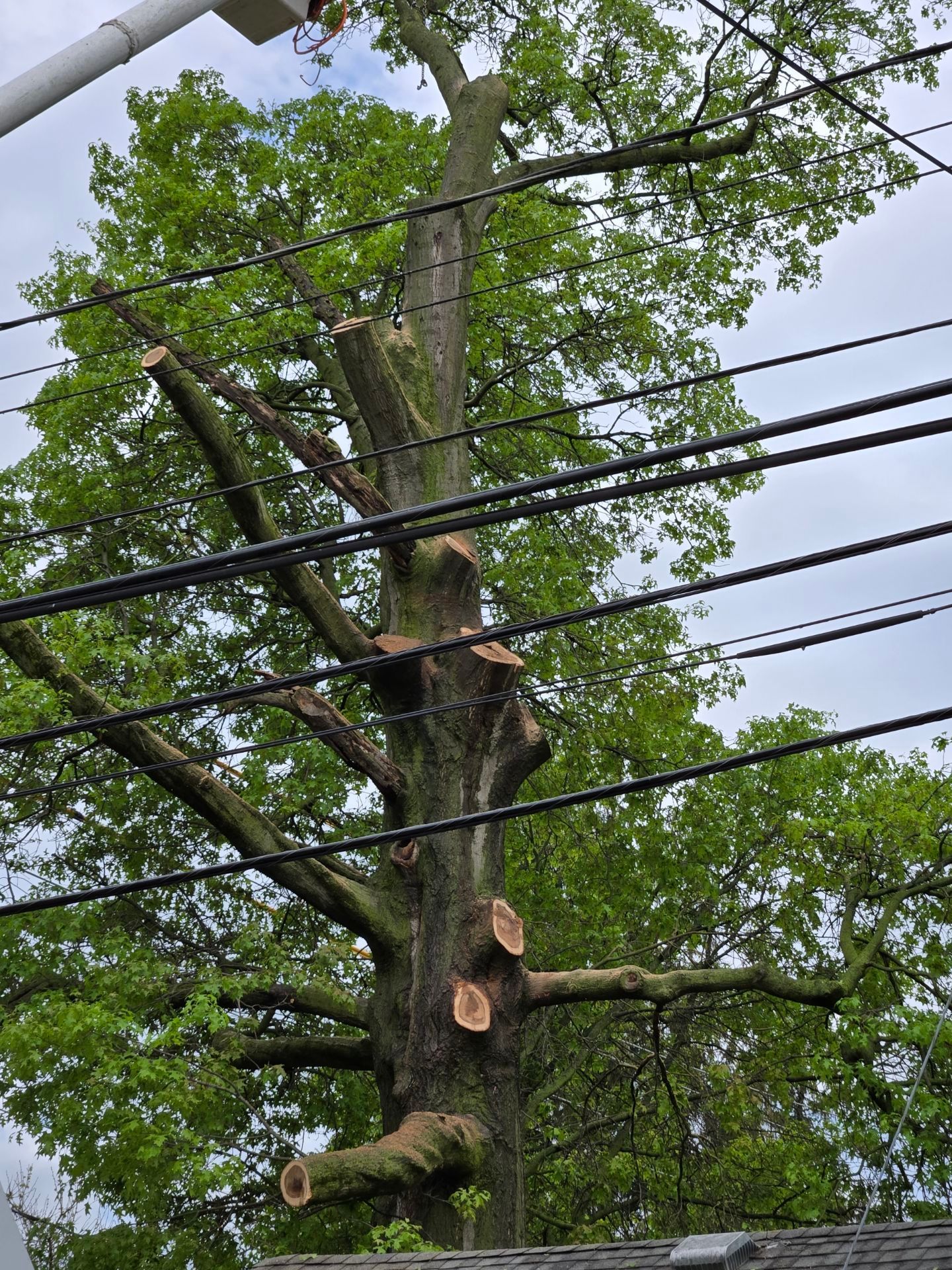 A tree with a lot of branches is being cut down.