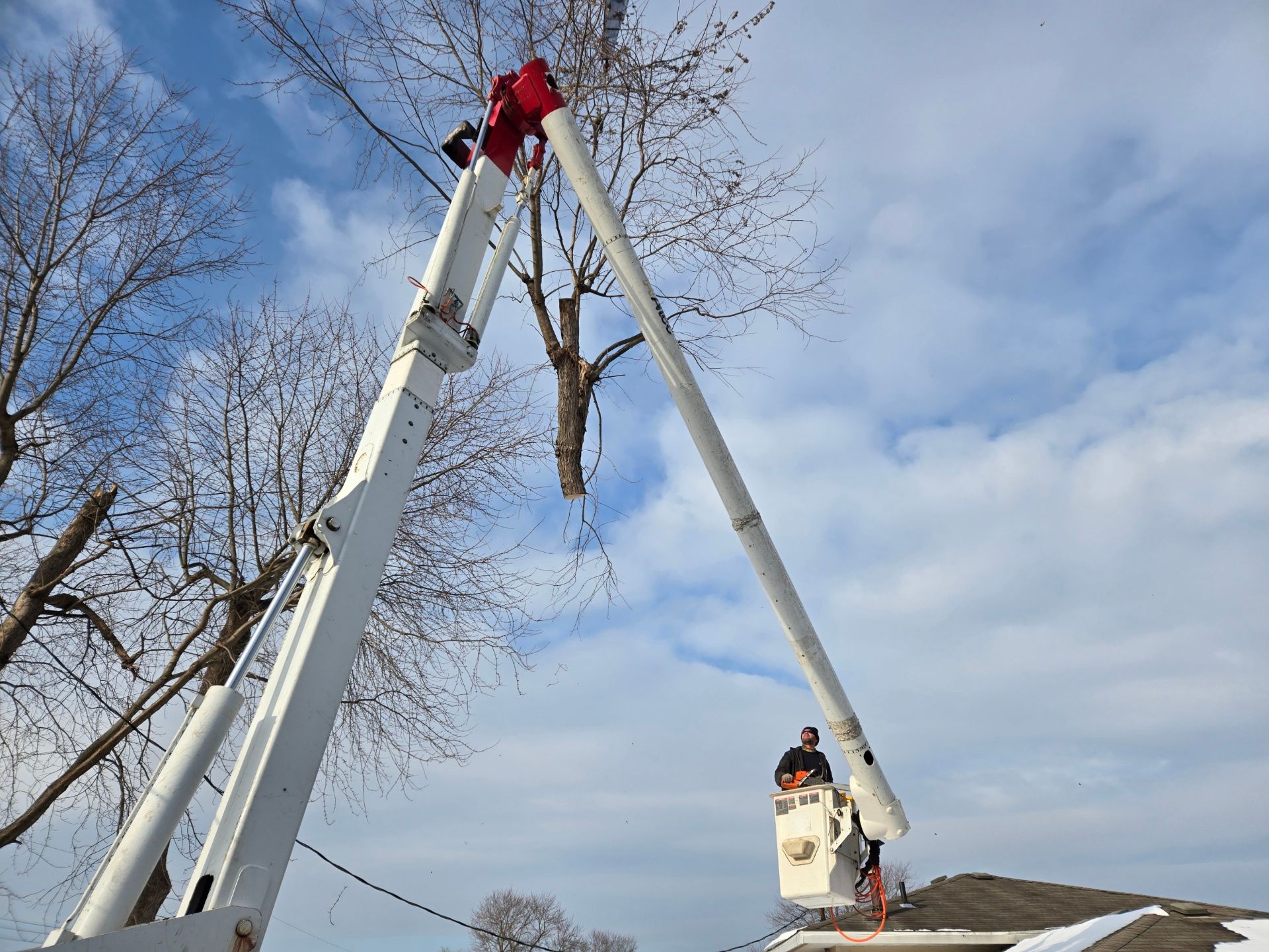 A man is cutting a tree with a crane.