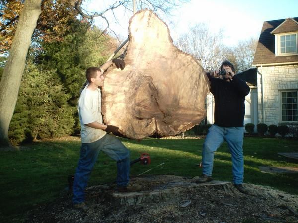 Two men are standing next to a large tree stump.